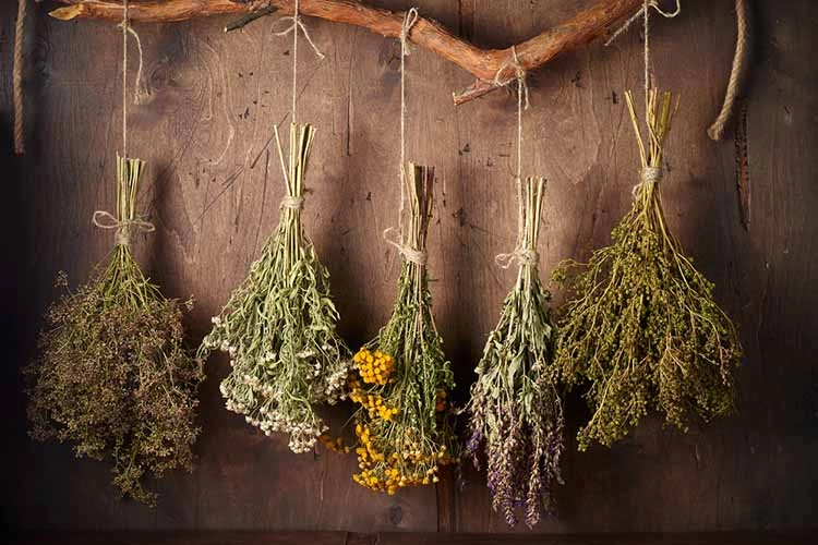 Drying medical herbs for use in alternative medicine. Closeup 